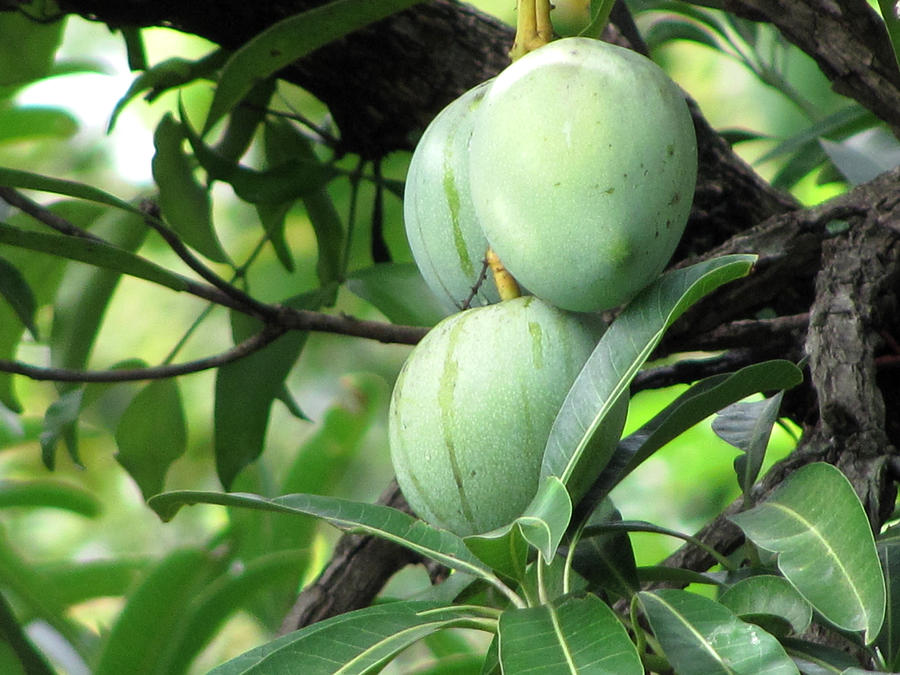 Raw Mangoes Photograph