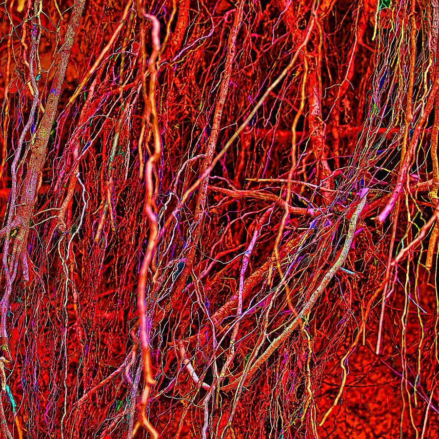 Raw Nerves Photograph by Gary Holmes