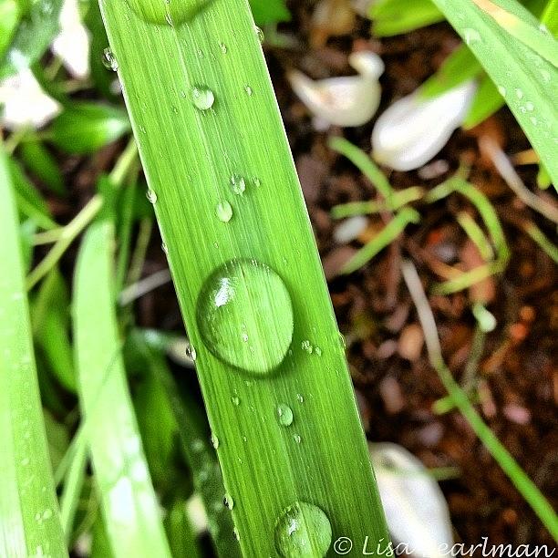 Noedit Photograph - #raw_mother_nature #divine_drops by Lisa Pearlman