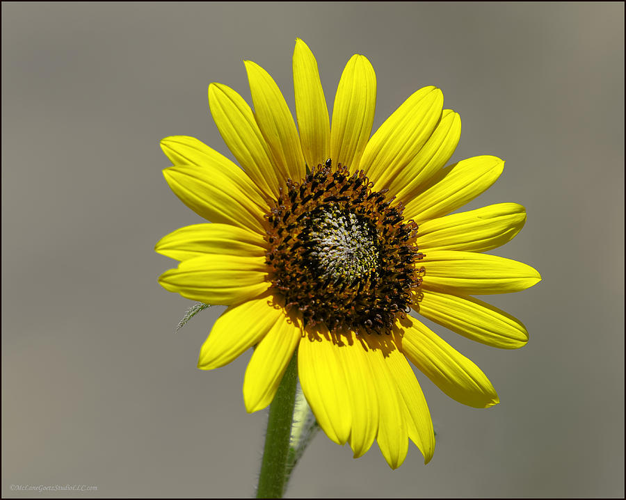Sunflower Photograph - Ray Flower in the Sun by LeeAnn McLaneGoetz McLaneGoetzStudioLLCcom