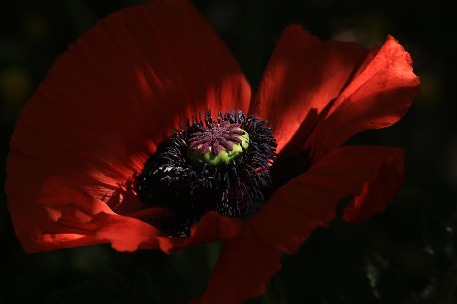Poppy Photograph - Ray of Light by Donna Kennedy