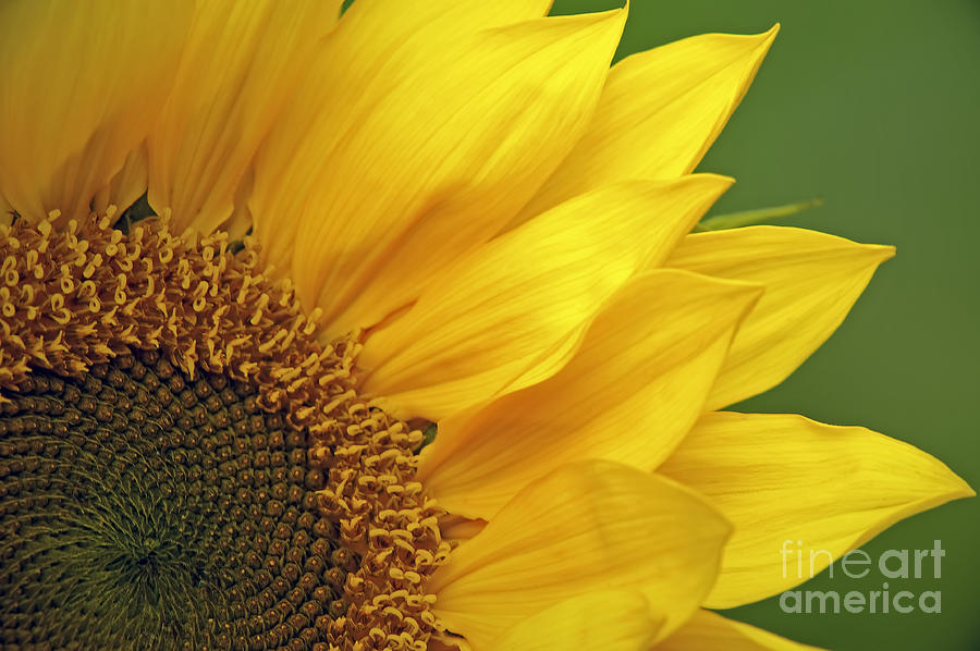 Ray of Sunflower 2 Photograph by Sharon Talson