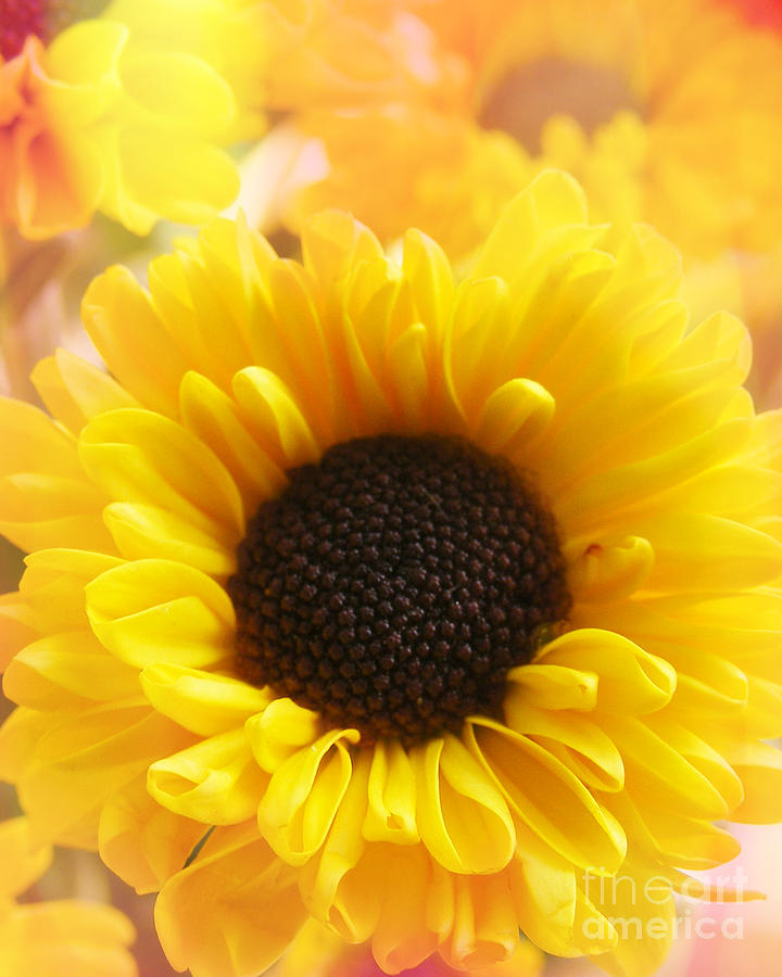 Sunflower Photograph - Ray Of Sunshine by Linsey Williams