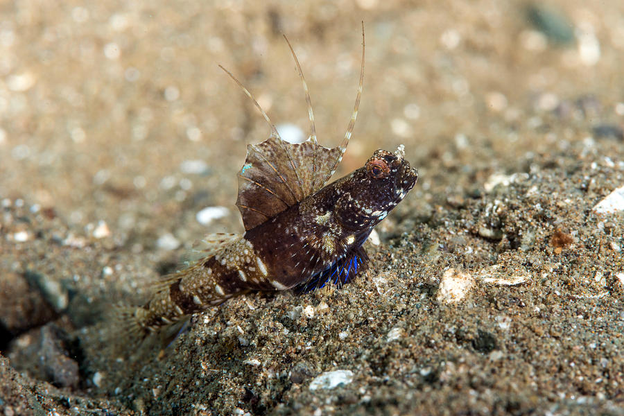 Rayed Shrimpgoby Photograph by Andrew J. Martinez