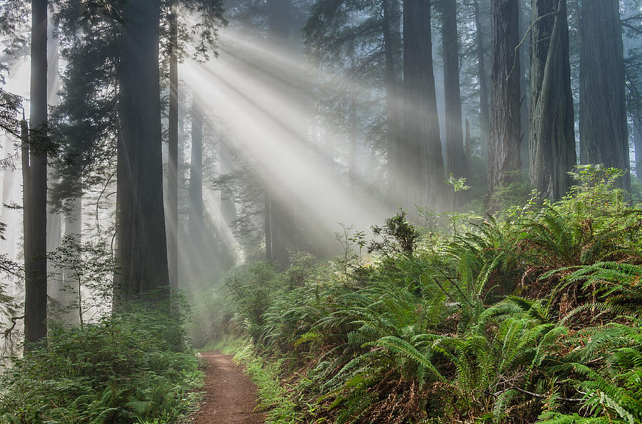 Rays and Redwoods 1 Photograph by Greg Nyquist