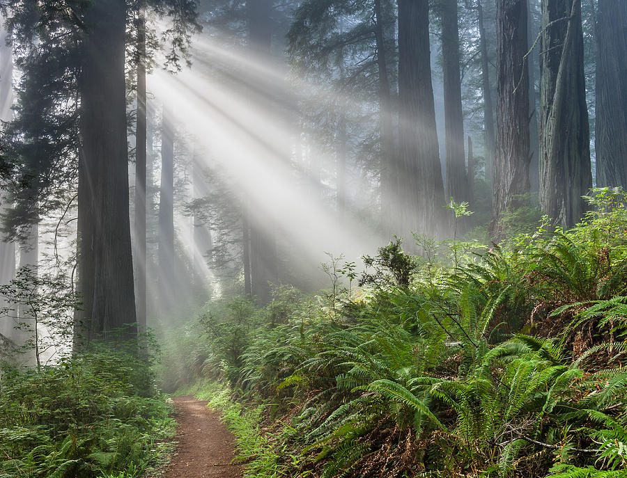 Rays and Redwoods 2 Photograph by Greg Nyquist