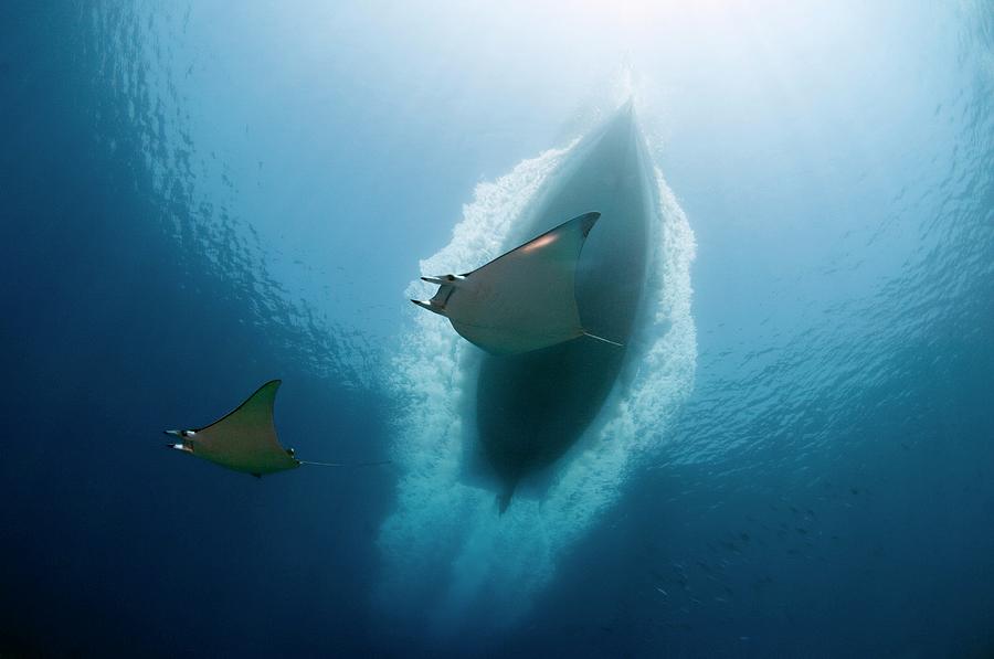 Rays Below A Dive Boat Photograph by Scubazoo/science Photo Library