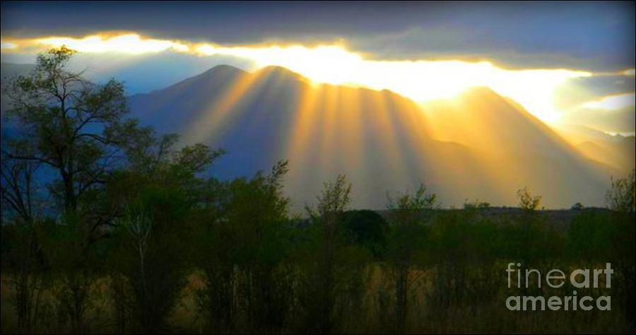 Tree Photograph - Rays from Heaven by Michelle Frizzell-Thompson