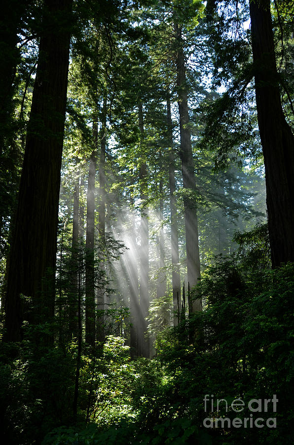 Rays in Redwoods Photograph by Cassie Marie Photography