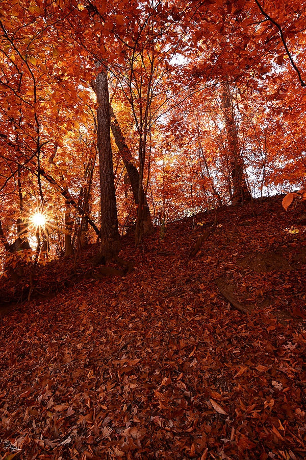 Rays Of Leaves Photograph by Lourry Legarde