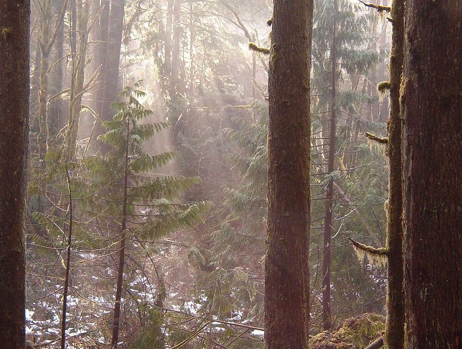 Rays of Light in Forest Photograph by Myrna Walsh