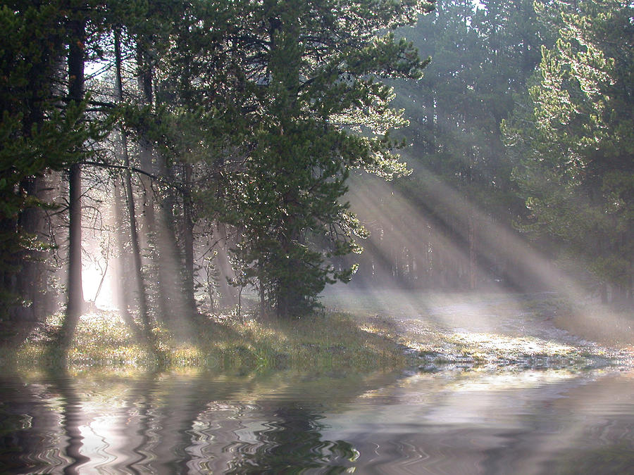 Tree Photograph - Rays of Light by Shane Bechler