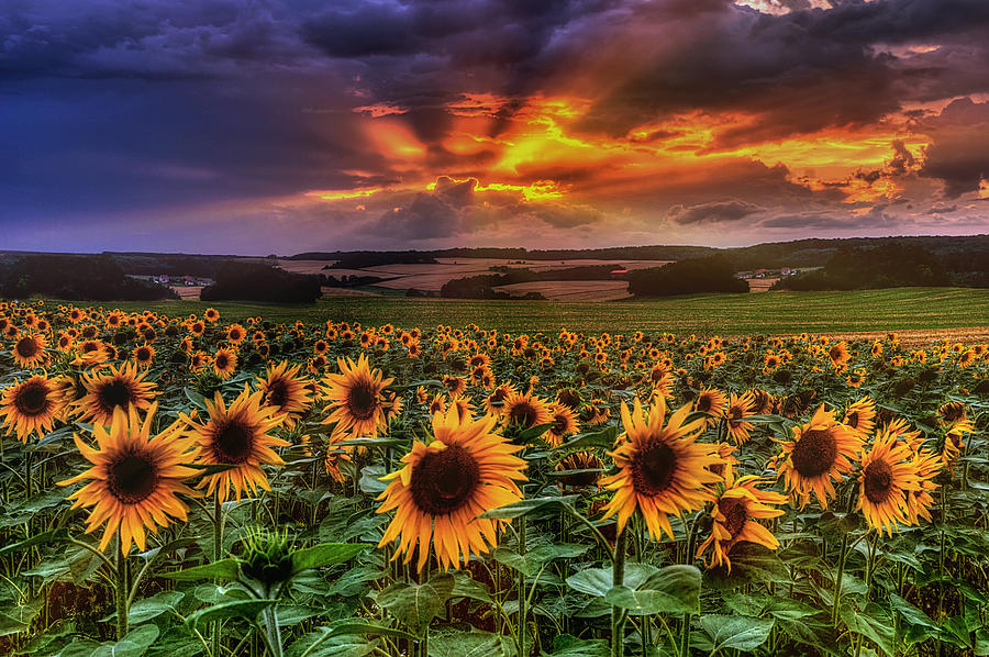 Rays Of Sunflowers Pyrography by Steffen Gierok