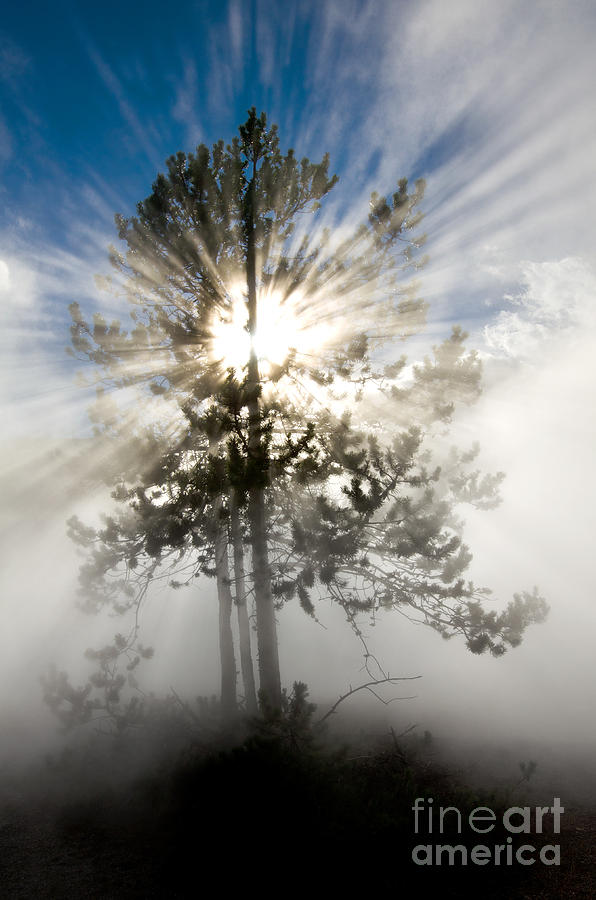 Rays of Sunlight in Yellowstone National Park Photograph by Lane Erickson