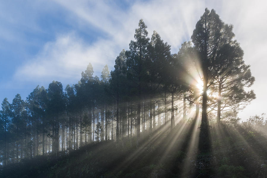 Rays of sunlight Photograph by Johan Elzenga