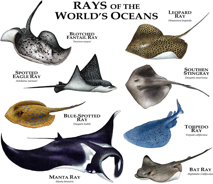 Rays Of The Worlds Oceans Photograph by Roger Hall