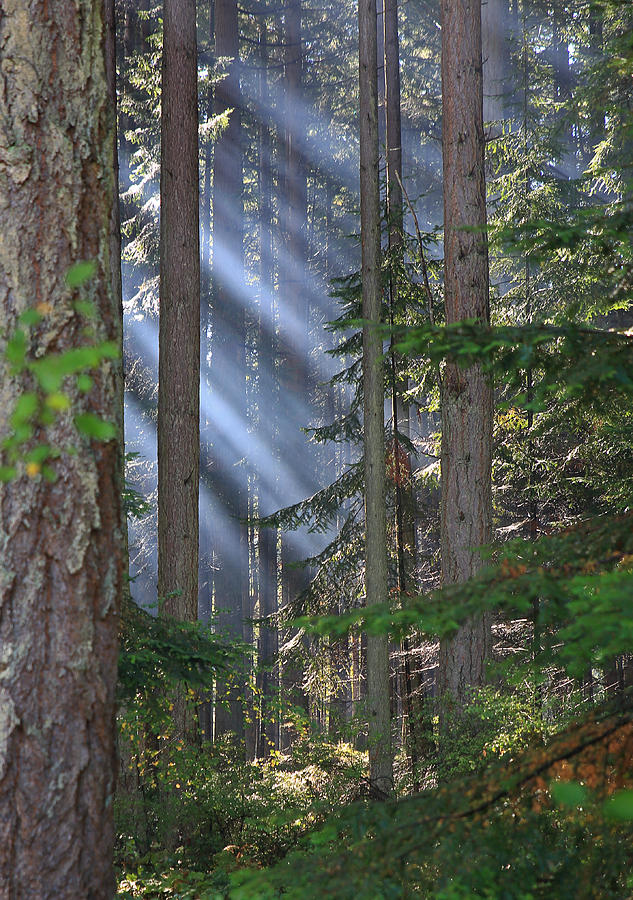 Tree Photograph - Rays by Randy Hall