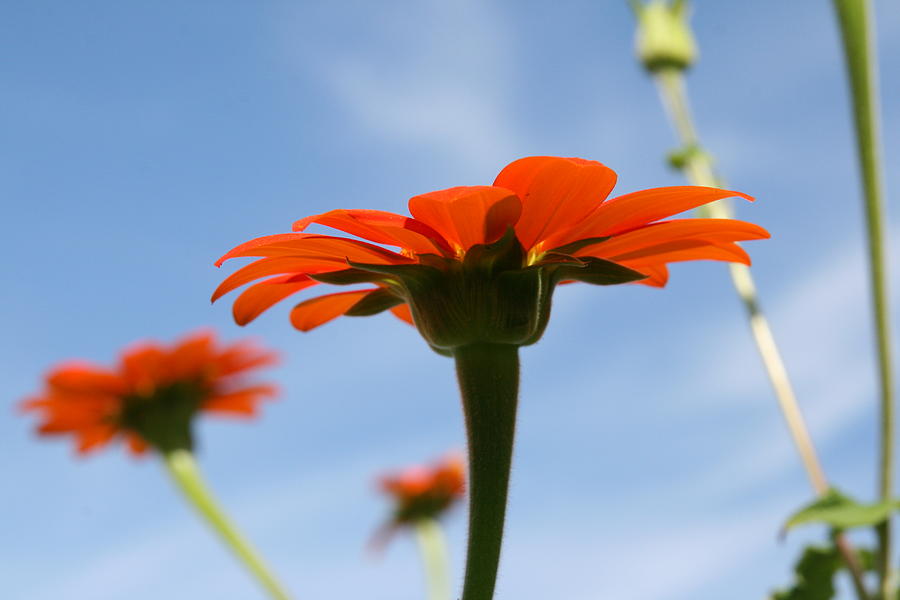 Flower Photograph - Reach for the Sky by Neal Eslinger