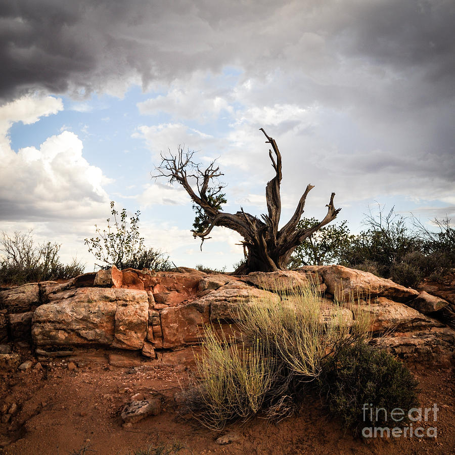 Arches National Park Photograph - Reaching by Cheryl McClure
