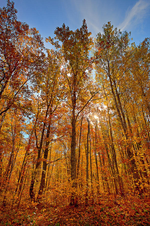 Reaching by David Wynia Reaching by David Wynia