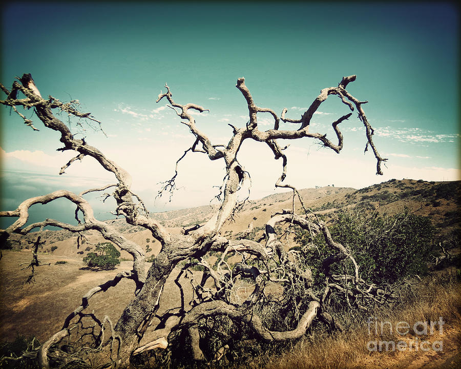 Paradise Photograph - California Dreaming - Reaching Elm Tree II by Chris Andruskiewicz