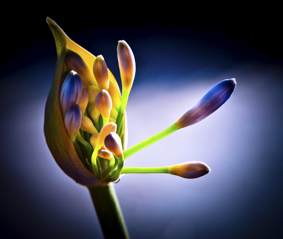 Lily Photograph - Reaching For The Light by Her Arts Desire