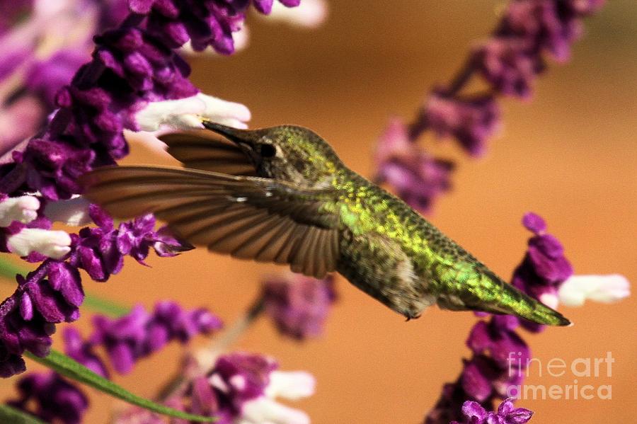Point Reyes National Seashore Photograph - Reaching For The Nectar by Adam Jewell