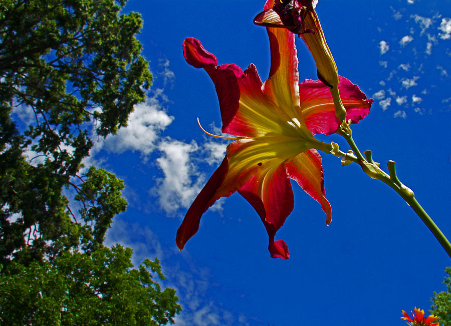 Reaching for the sky Photograph by Andy Lawless