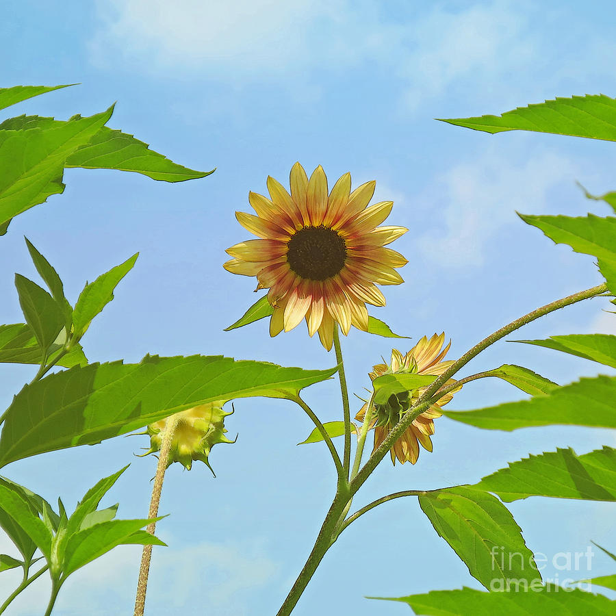 Sunflower Photograph - Reaching for the Sky by Ann Horn