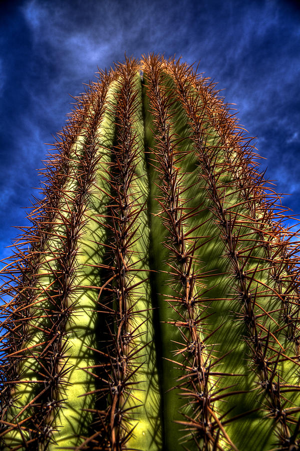 Reaching for the Sky Photograph by David Patterson