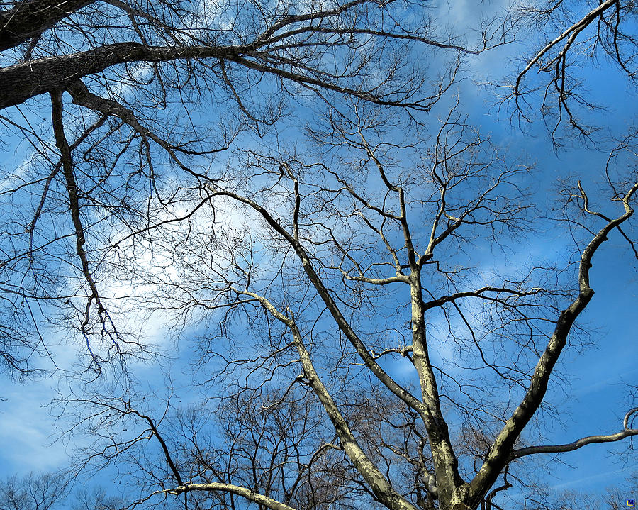 Reaching For the Sky Photograph by Muriel Levison Goodwin - Fine Art ...