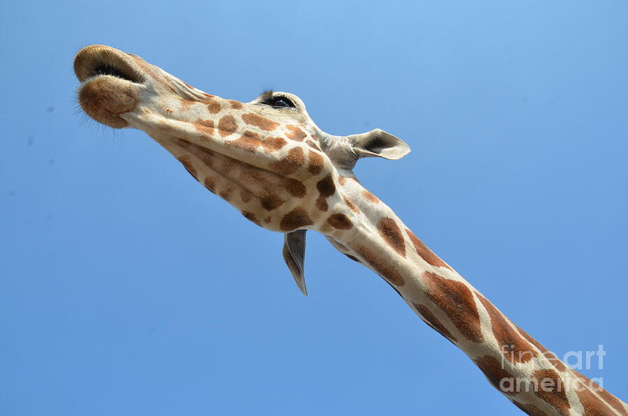 Giraffe Photograph - Reaching for the Sky by Randy J Heath