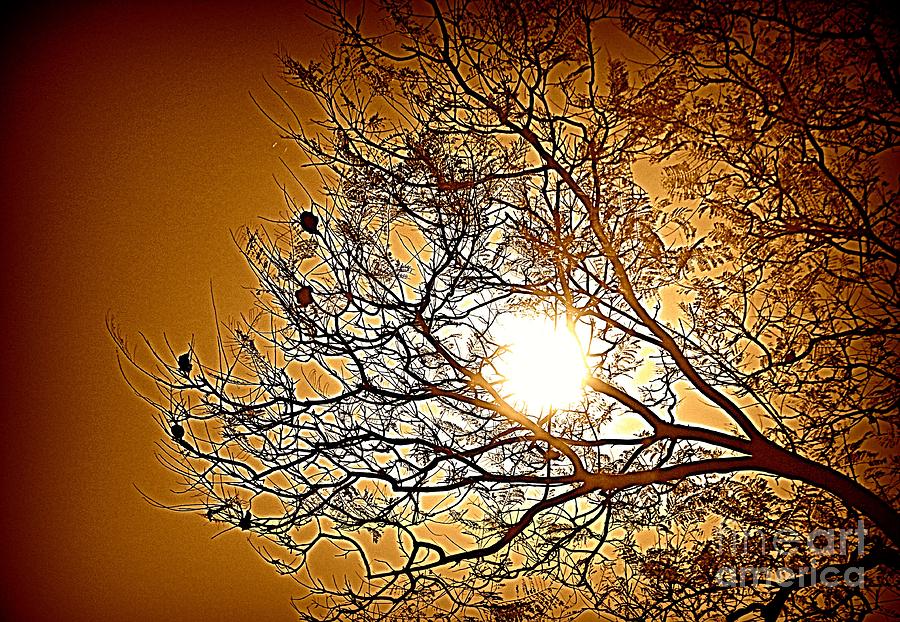 Tree Photograph - Reaching for the Sun by Clare Bevan
