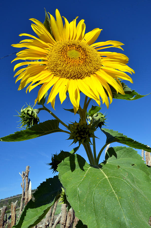 Sunflower Photograph - Reaching for the Sun by Laura Lyster