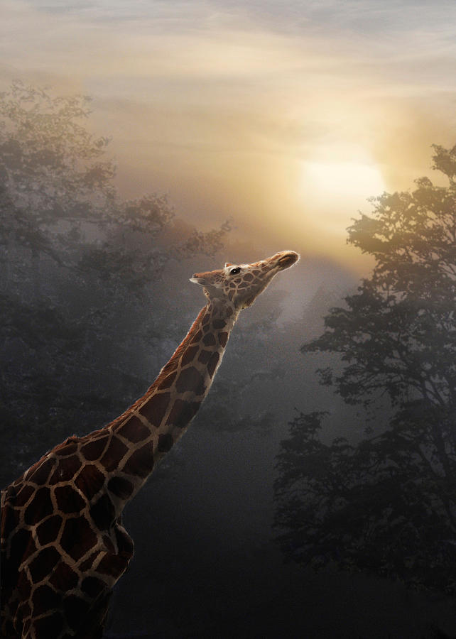 Giraffe Photograph - Reaching for the Sun by Melinda Hughes-Berland