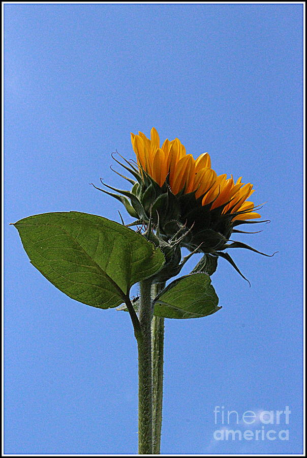 Sunflower Photograph - Reaching for the Sun - Sunflower by Dora Sofia Caputo