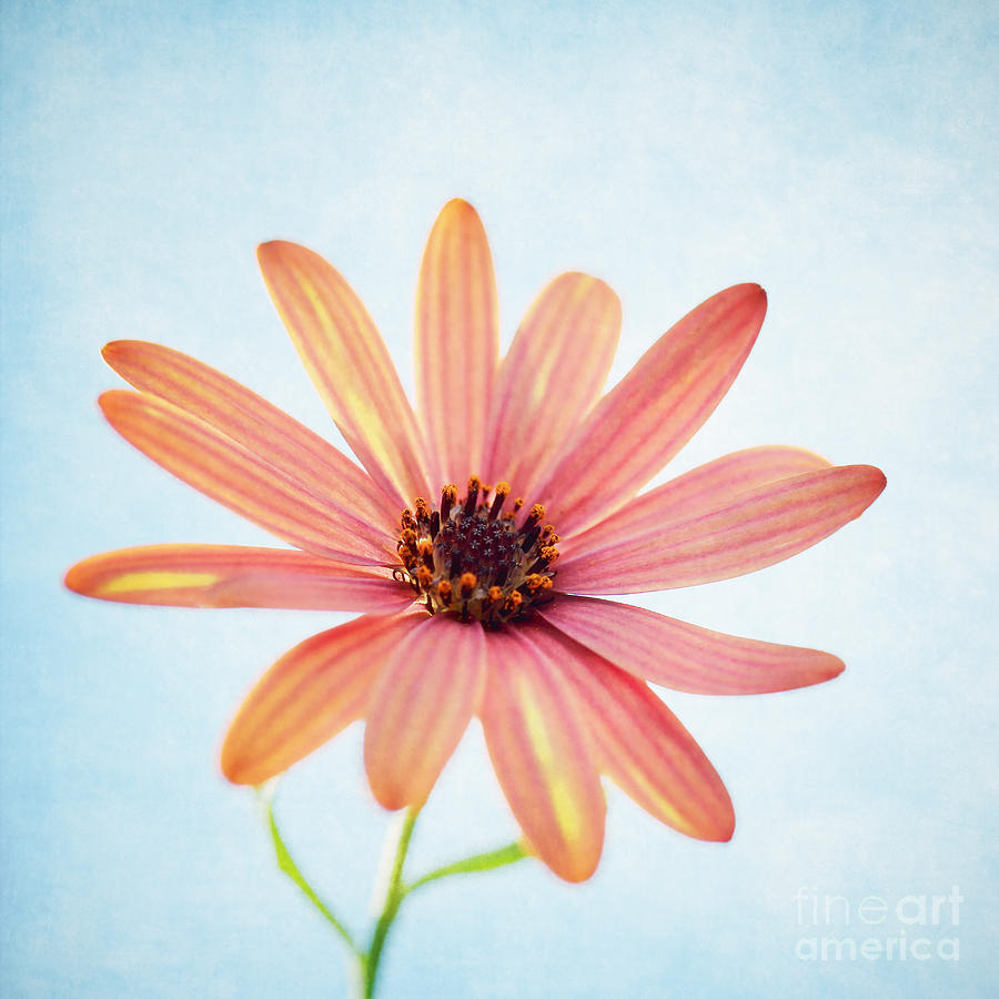 Daisy Photograph - Reaching out by LHJB Photography