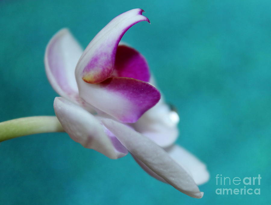 Orchid Photograph - Reaching Out by Krissy Katsimbras