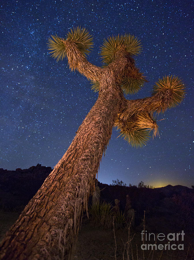 Joshua Tree National Park Photograph - Reaching Out by Marco Crupi