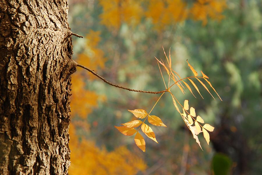 Fall Photograph - Reaching Out by Tam Ryan