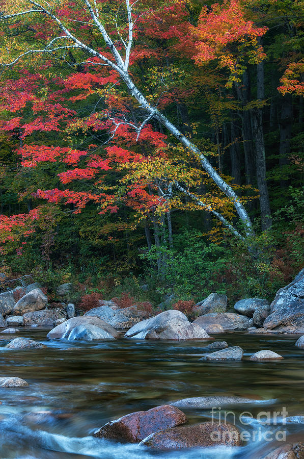 Fall Photograph - Autumn Foliage along the Swift River by TS Photo