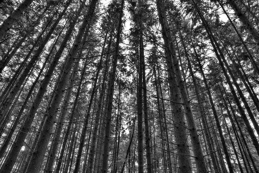 Reaching Pines Photograph by Don Nieman