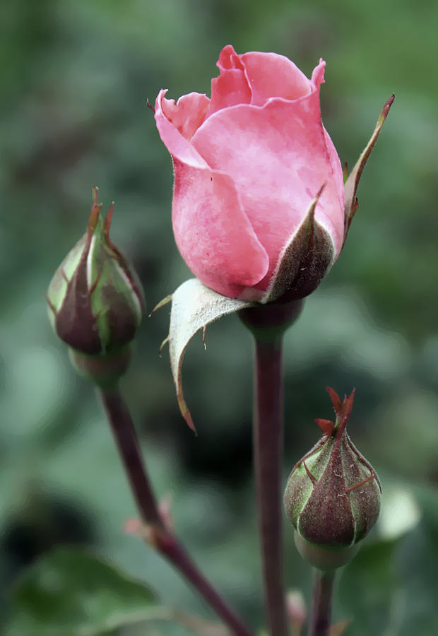 Rose Photograph - Reaching Pink Rose by Ellen Tully