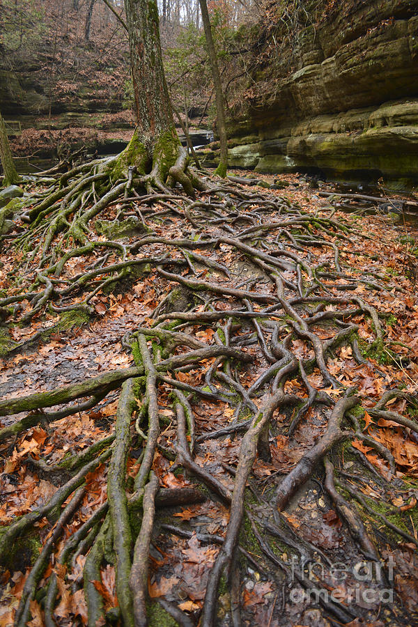 Reaching Roots Photograph by Forest Floor Photography