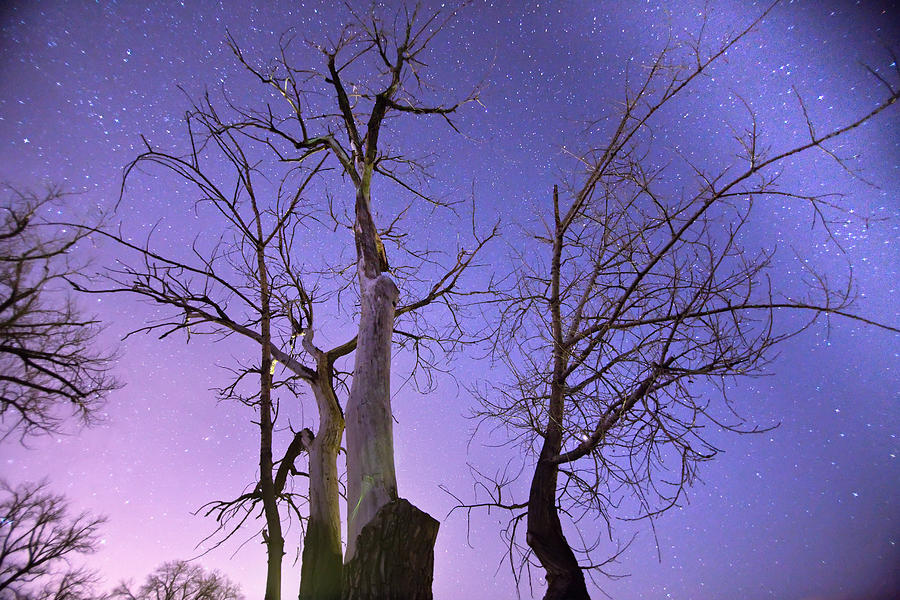 Reaching To The Stars Photograph by James BO Insogna