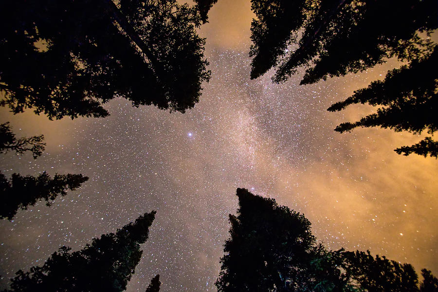 Reaching Up to the Stars Photograph by James BO Insogna