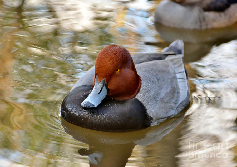 Readhead Duck - Male Photograph by Kathy Baccari