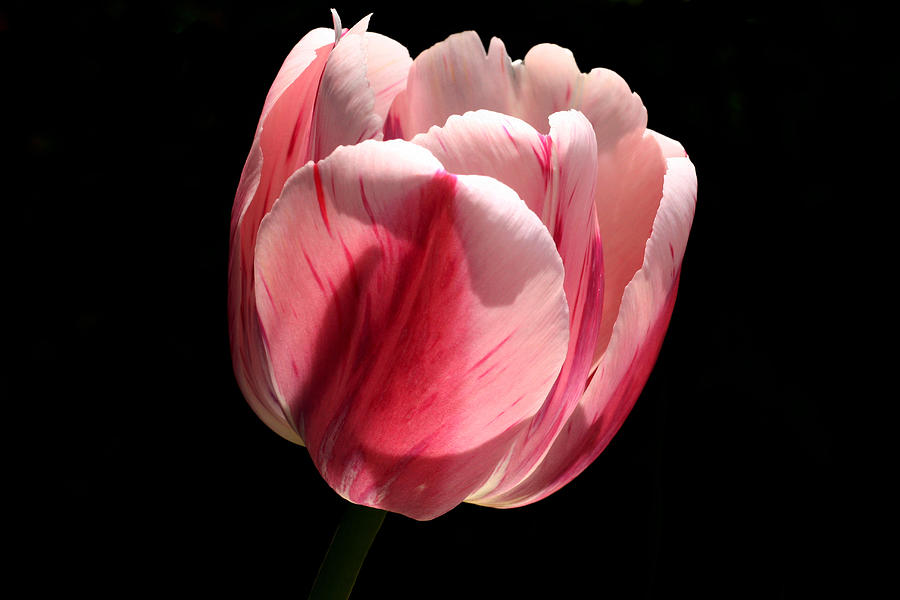 Tulip Photograph - Ready by Doug Norkum