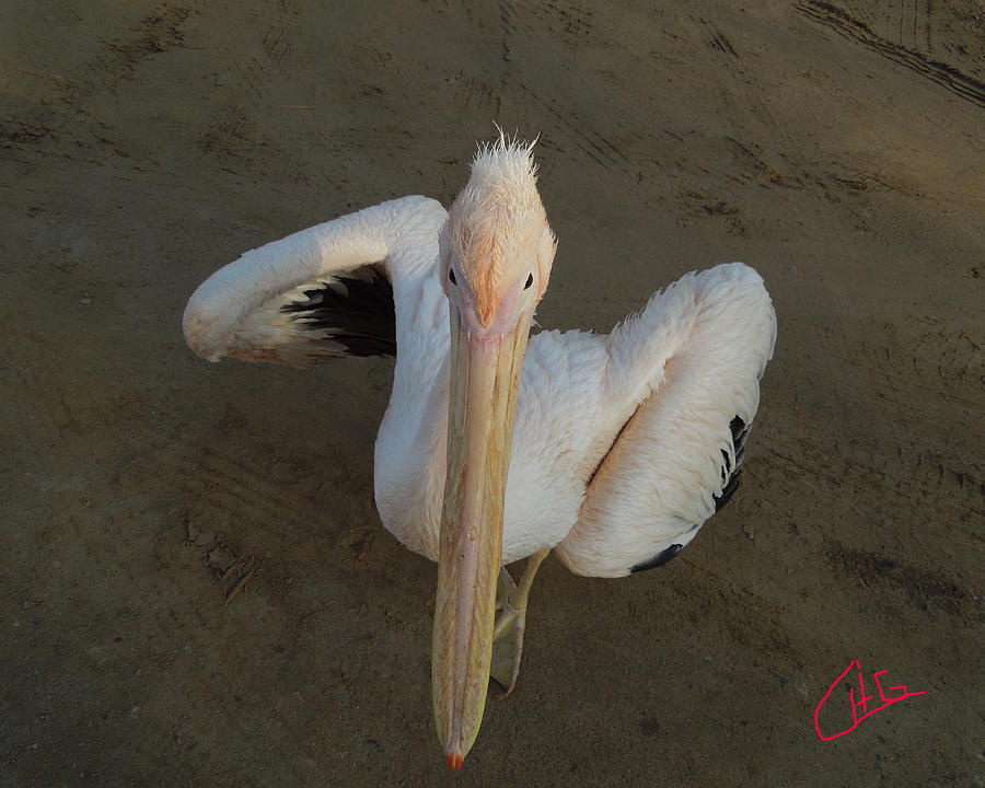 Ready for a Dance Pelican Ask me Sinai Egypt Photograph by Colette V Hera Guggenheim