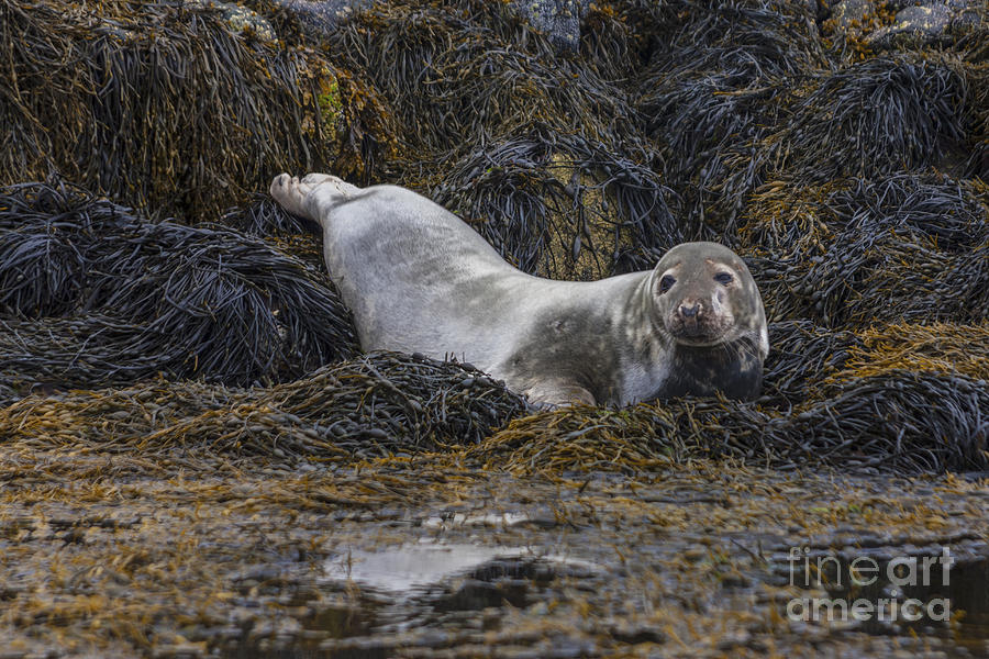 Ready For a Swim Photograph by Diane Macdonald Ready For a Swim Photograph by Diane Macdonald